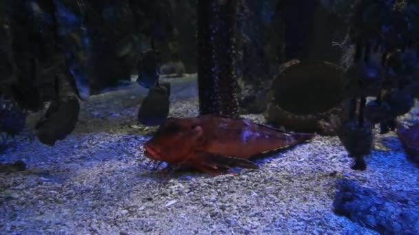 Monaco-tropiska fiskar i blått djupt vatten — Stockvideo