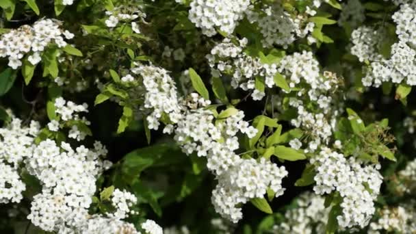 Beautiful blossoming bush of jasmine — Stock Video