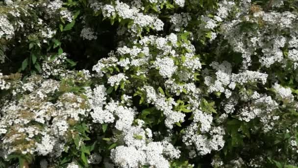 Beautiful blossoming bush of jasmine — Stock Video