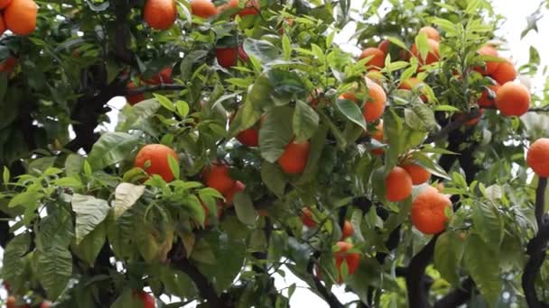 Orange tree with fruits in city of Nice, France — Stock Video