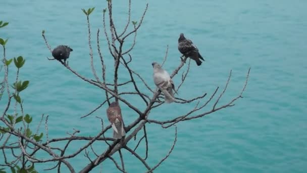 Pigeons on a tree branch against the turquoise sea — Stock videók