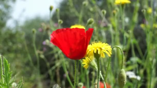 Poppy and yellow dandelion at the meadow — Stock Video