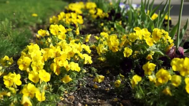 Gul tusensköna blommor på ängen — Stockvideo