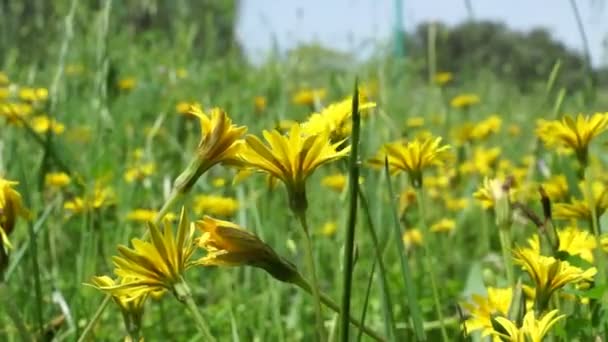 Желтые ромашки на лугу — стоковое видео