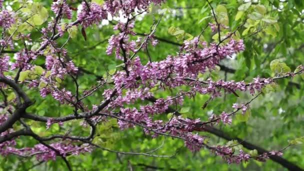 Japanska körsbär (sakura) blossom med rosa blommor — Stockvideo