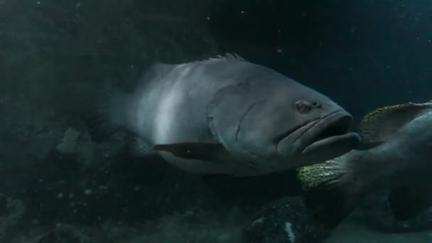 Grote tropische vissen in het aquarium drijft — Stockvideo