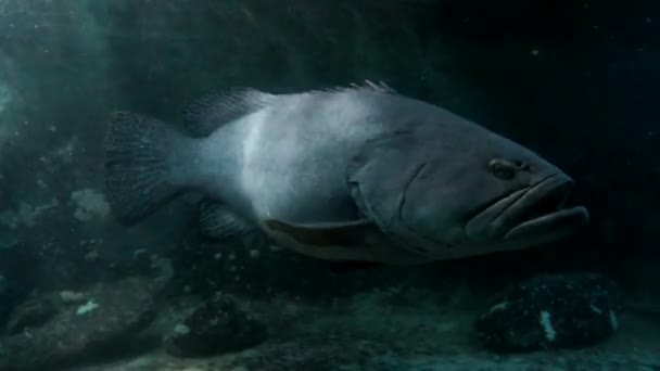 Gros poissons tropicaux flottant dans un aquarium — Video