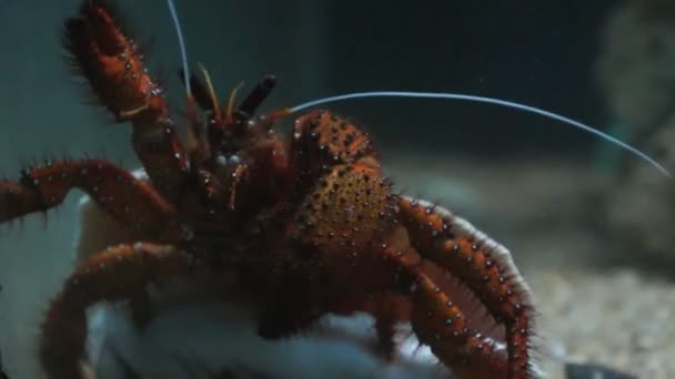 Hermit crab with shell — Stock Video