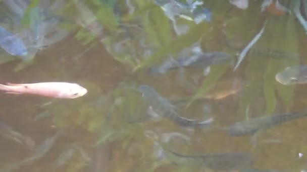 Brokatkarpfen in einem Teich — Stockvideo