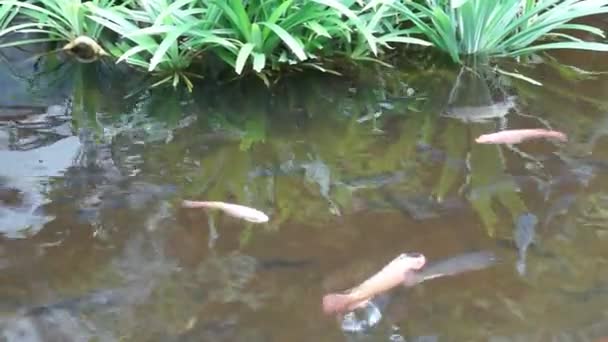 Brocaded Carp in a Pond — Stock Video