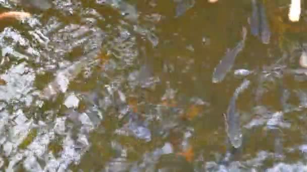 Brocaded Carp in a Pond — Videoclip de stoc