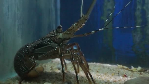 Lobster underwater tropical sea — Stock Video
