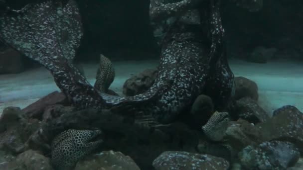 Moray vissen in diep water — Stockvideo