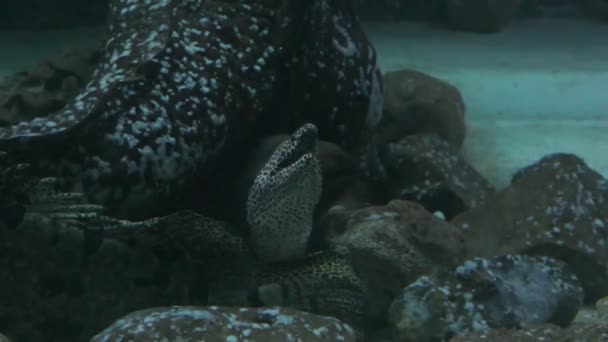 Moray vissen in diep water — Stockvideo