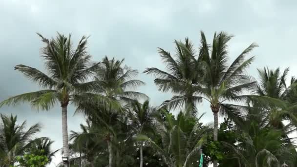 Пальма против облачного неба — стоковое видео