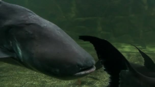 Trópusi hal a mély vízben — Stock videók