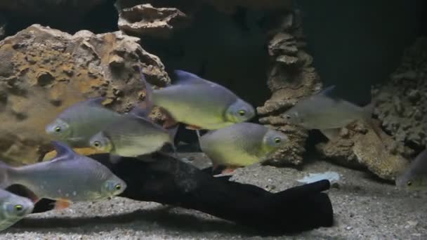 Tropical fish in deep water — Stock Video