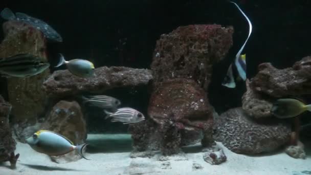 Tropical fish in deep water — Videoclip de stoc