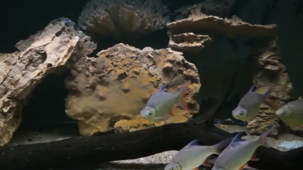 Peixes tropicais em águas profundas — Vídeo de Stock