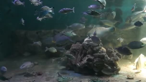 Peces tropicales en aguas profundas — Vídeo de stock