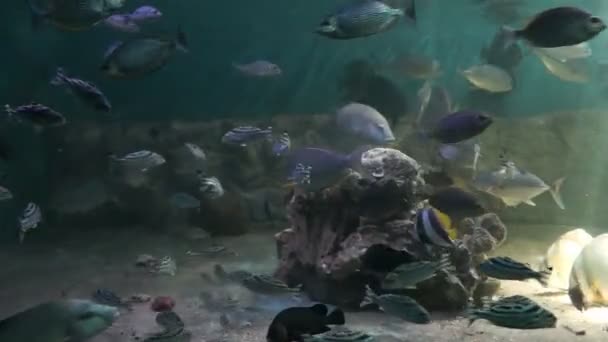 Tropikalne ryby w głębokiej wodzie — Wideo stockowe