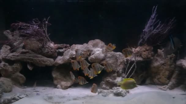 Tropische Fische im tiefen Wasser — Stockvideo