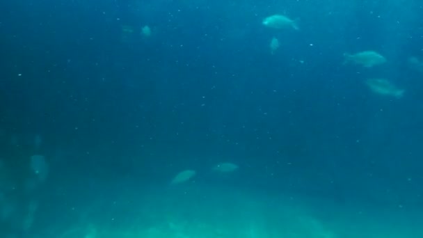 Тропические рыбы в глубокой воде — стоковое видео