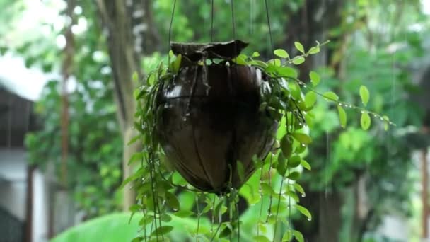 Тропический дождь и горшок с геранью — стоковое видео