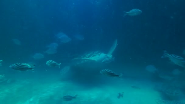 Черепаха плавает под водой в Таиланде — стоковое видео