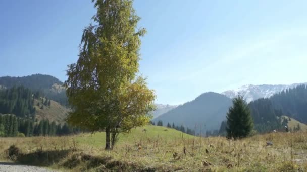 Prachtige bergen landschap in de zomer — Stockvideo