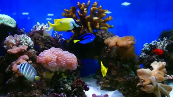 Acquario - vita marina colorata — Video Stock