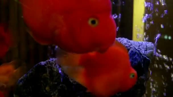 Aquarium - bunte Meereslebewesen — Stockvideo