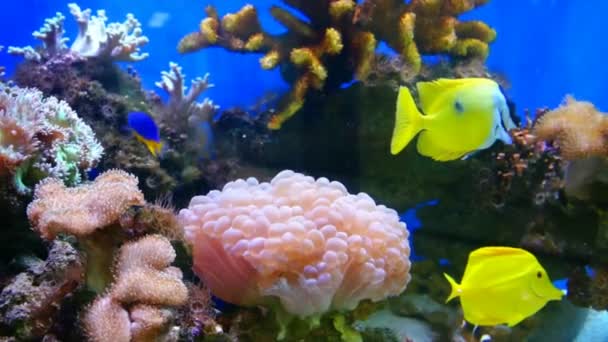 Acquario - vita marina colorata — Video Stock