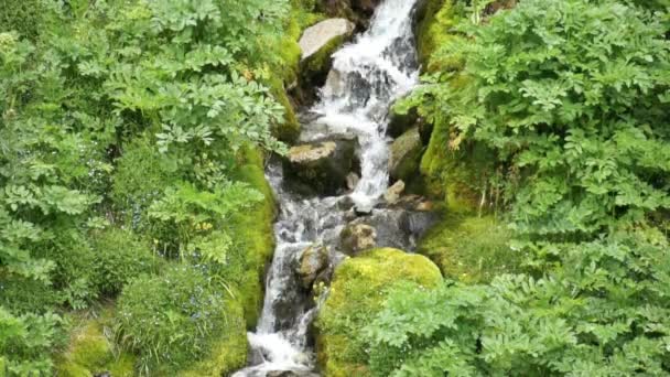 纯淡水流在山林 — 图库视频影像