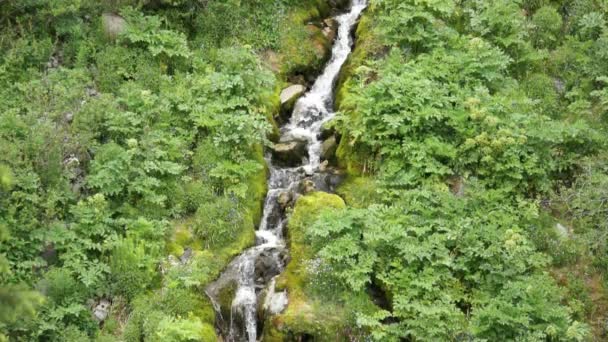 Rent färskt vatten ström i bergskog — Stockvideo