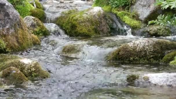 Ruscello di acqua dolce pura nella foresta di montagna — Video Stock