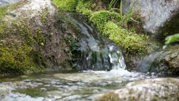 Чистый ручей пресной воды в горном лесу — стоковое видео