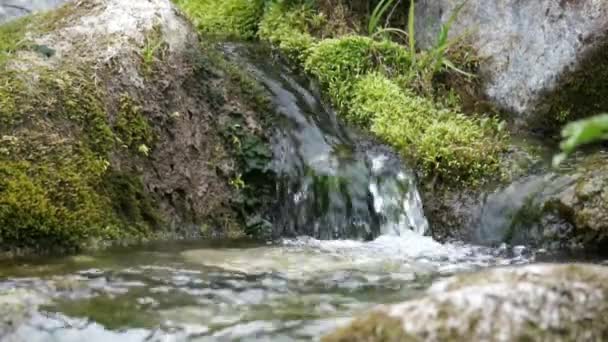 Чистий прісний водяний струмок у гірському лісі — стокове відео