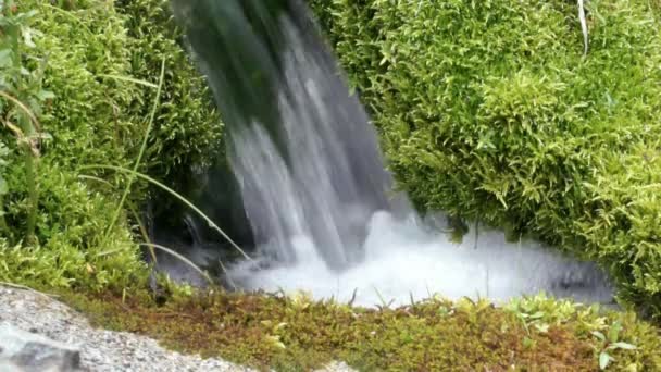 Pure fresh water stream in mountain forest — Stock Video