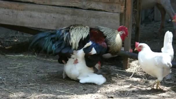 Polla copular con pollo — Vídeos de Stock