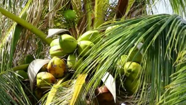 Кокосовые пальмы крупным планом — стоковое видео
