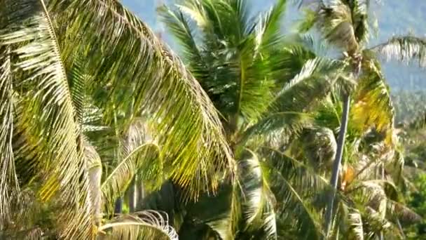 Coconut palm trees sways in the tropical breeze — Stock Video
