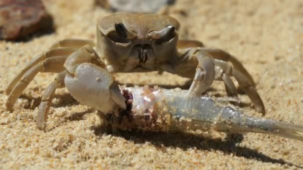 Large crab eats a fish on the beach — Stock Video