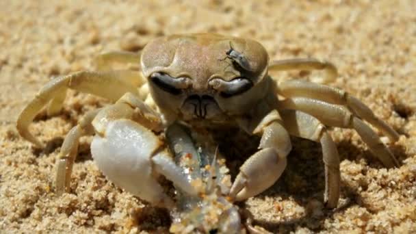 Stor krabba äter en fisk på stranden — Stockvideo