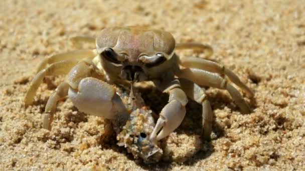 Grande granchio mangia un pesce sulla spiaggia — Video Stock