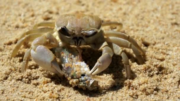 Cangrejo grande come un pez en la playa — Vídeo de stock