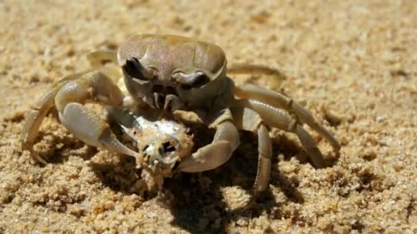 Grande granchio mangia un pesce sulla spiaggia — Video Stock