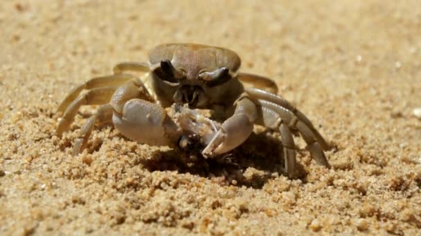 Stor krabba äter en fisk på stranden — Stockvideo