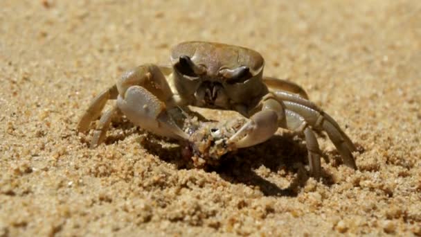 大蟹吃一条鱼在沙滩上 — 图库视频影像