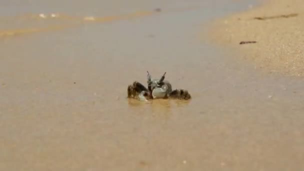 Crab in the waves of tropical sea — Stock Video